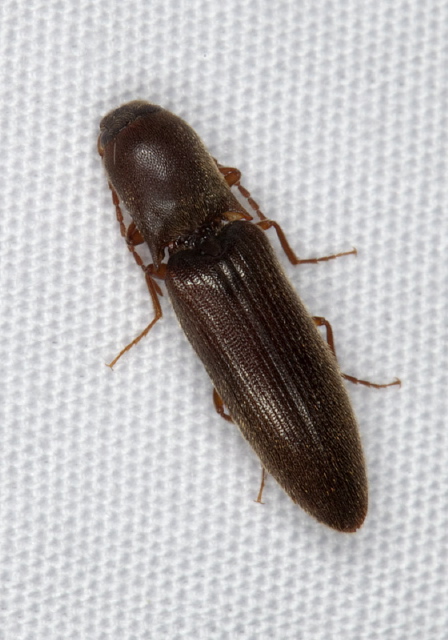 Agriotes oblongicollis? Elateridae