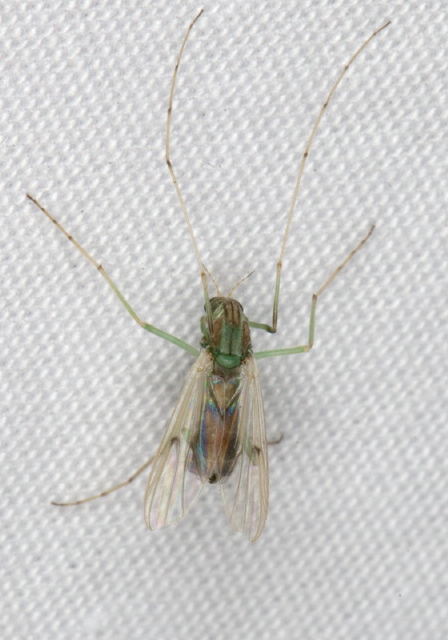 Chironomus (decorus group)? Chironomidae