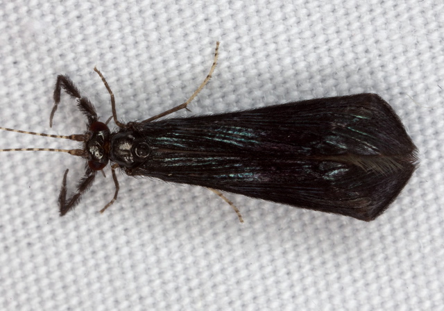 Mystacides sepulchralis Leptoceridae