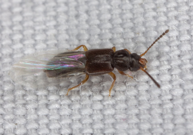 Carpelimus sp. Staphylinidae