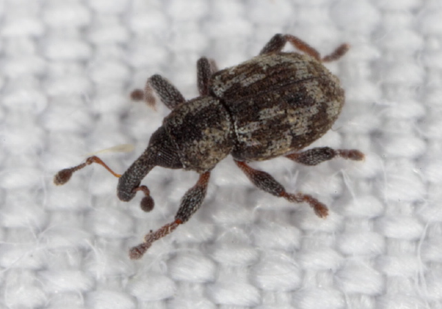 Tanysphyrus lemnae Curculionidae