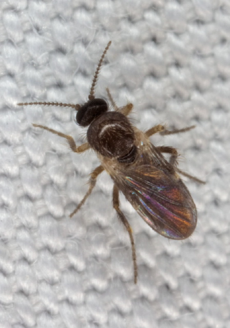 Forcipomyia sp. Ceratopogonidae