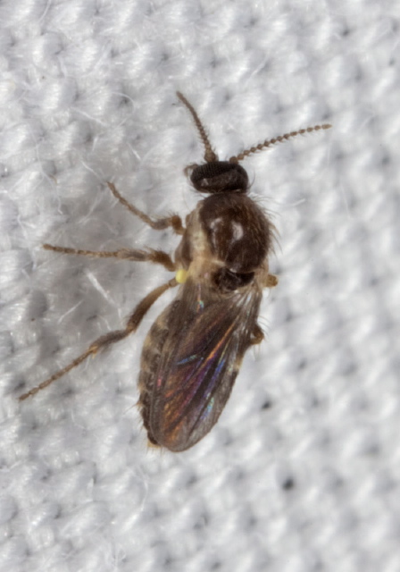 Forcipomyia sp. Ceratopogonidae