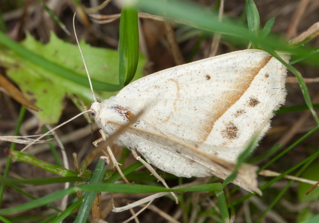 Eusarca confusaria Geometridae