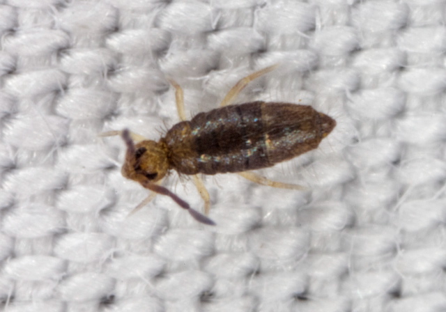 Willowsia buski Entomobryidae