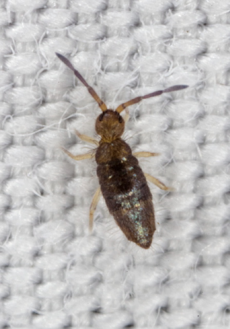 Willowsia buski Entomobryidae