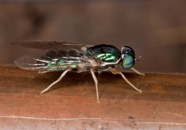 Cephalochrysa nigricornis Stratiomyidae