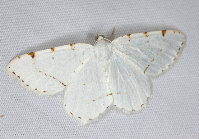 Speranza pustularia Geometridae