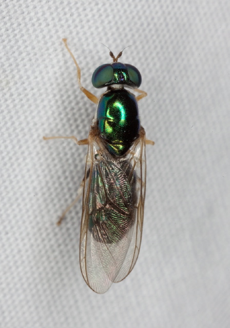 Cephalochrysa nigricornis Stratiomyidae