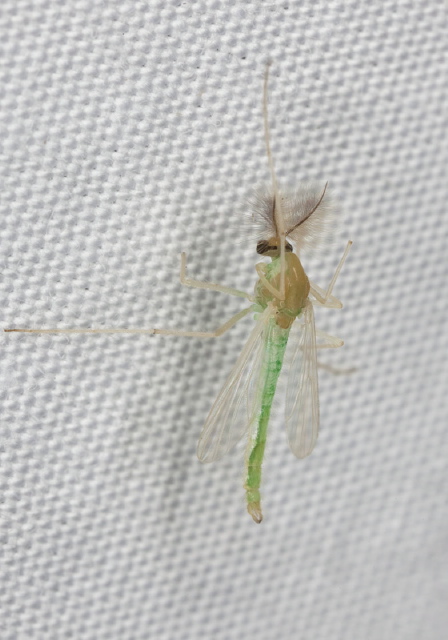 Endochironomus subtendens Chironomidae