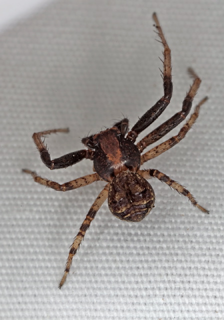 Xysticus fraternus Thomisidae