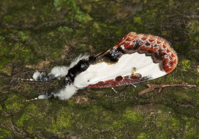 Eudryas unio Noctuidae