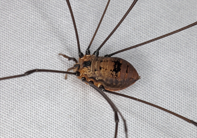 Leiobunum sp. Sclerosomatidae