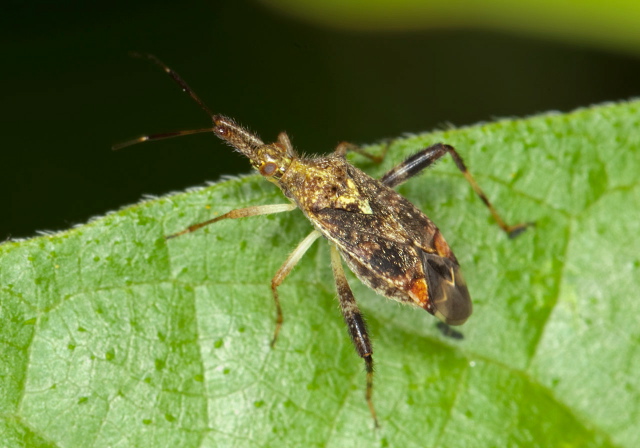 Neurocolpus sp.? Miridae