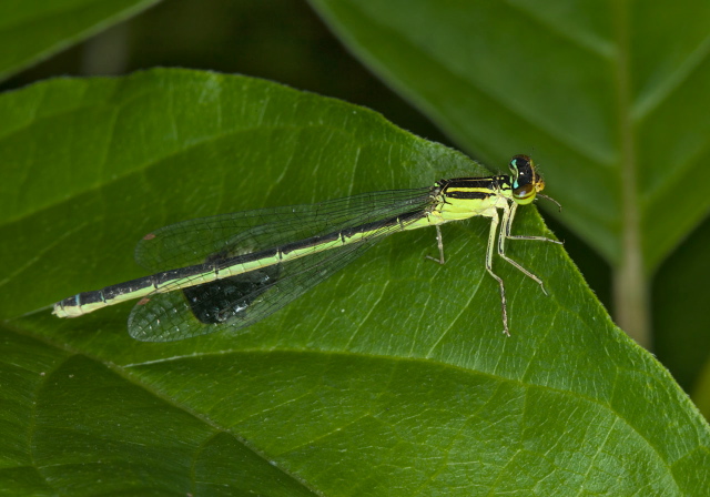 Enallagma antennatum Coenagrionidae