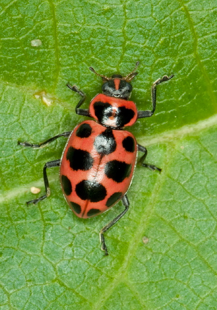 Coleomegilla maculata Coccinellidae