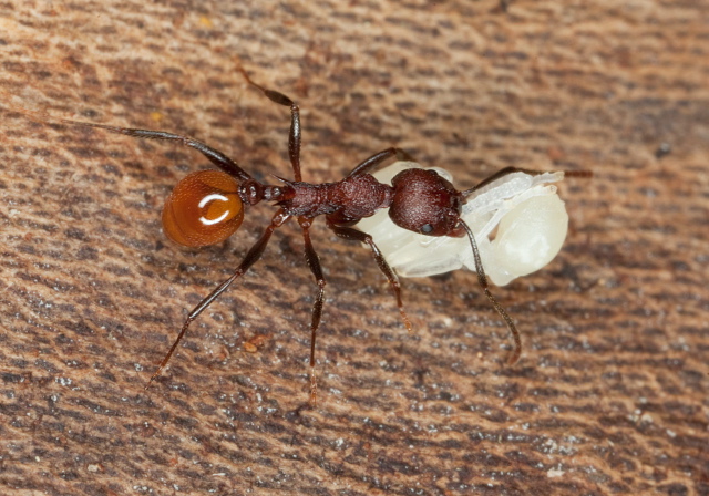 Aphaenogaster tennesseensis Formicidae