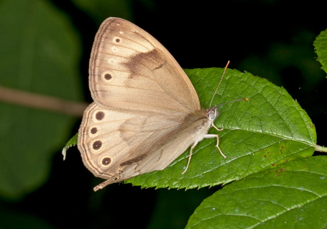 Lethe eurydice Nymphalidae