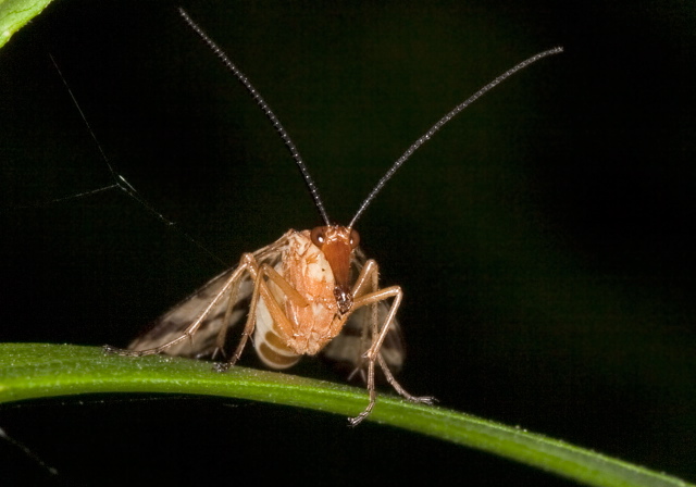 Panorpa neglecta Panorpidae