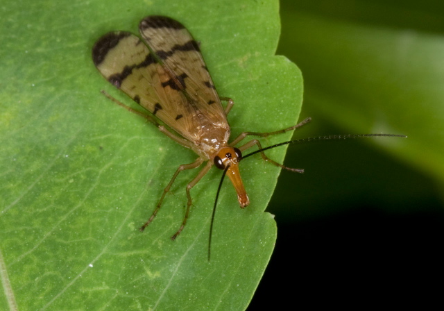 Panorpa neglecta Panorpidae