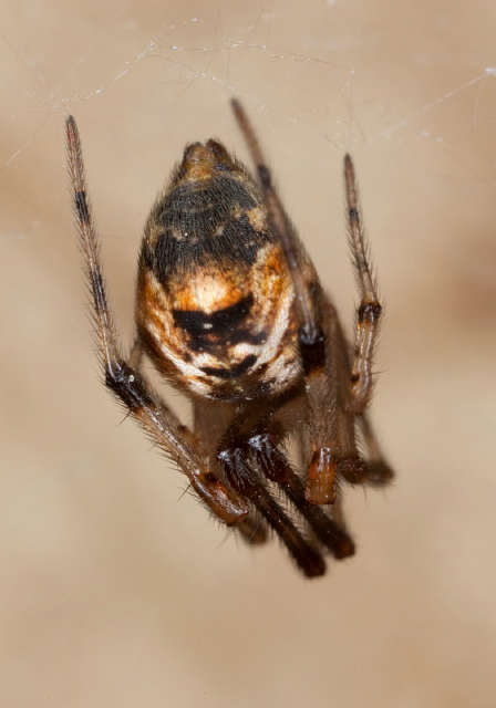 Parasteatoda tepidariorum Theridiidae