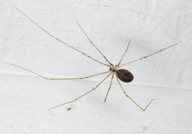 Pholcus phalangioides Pholcidae