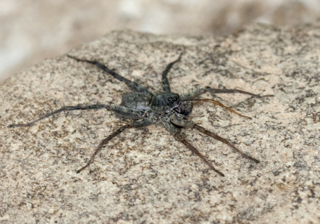 Pardosa sp. Lycosidae