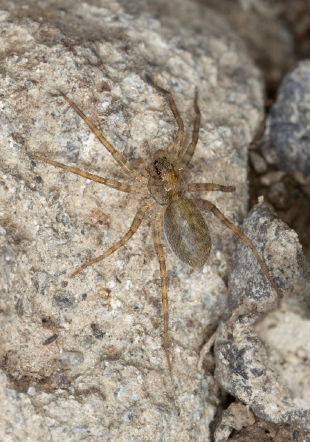 Pardosa sp. Lycosidae