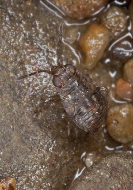 Saldula sp? Saldidae