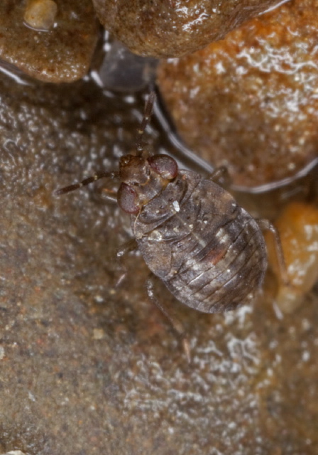 Saldula sp? Saldidae