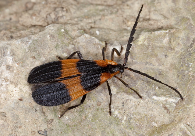 Calopteron reticulatum Lycidae