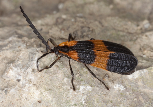 Calopteron reticulatum Lycidae