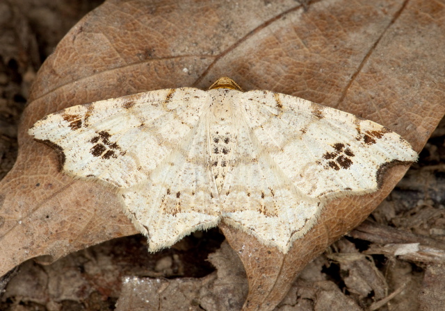 Macaria cf. aemulataria Geometridae