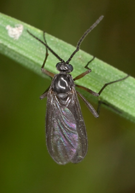   Sciaridae