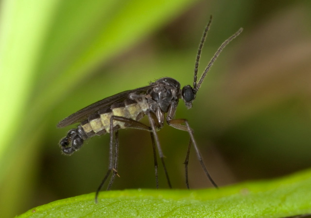   Sciaridae