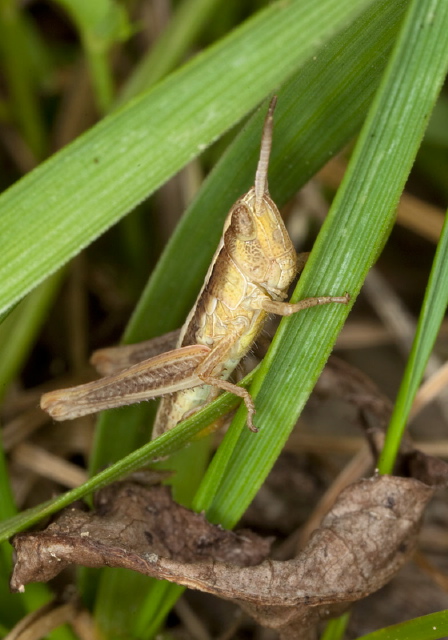 Dichromorpha viridis? Acrididae