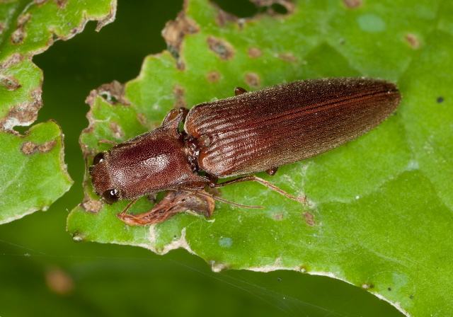 Ex-ctenicera pyrrhos Elateridae