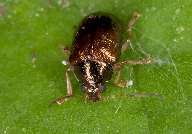 Rhabdopterus praetexus or deceptor Chrysomelidae