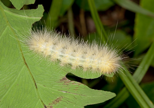 Spilosoma virginica Erebidae