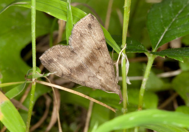 Phalaenostola eumelusalis Erebidae