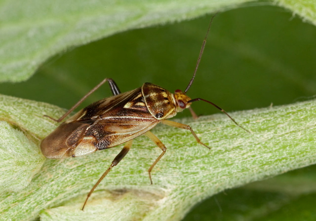 Lygus lineolaris Miridae