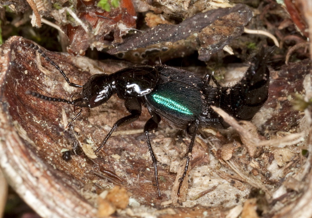 Philonthus caeruleipennis Staphylinidae