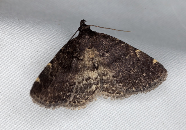 Idia forbesii Erebidae