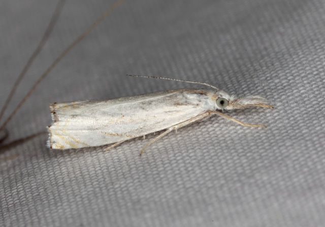 Crambus albellus Crambidae