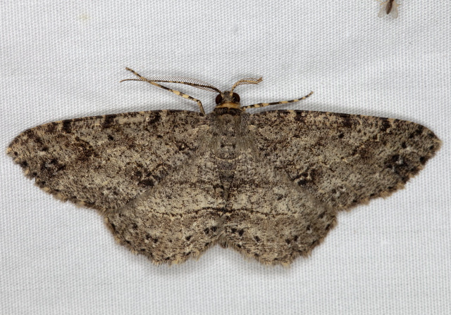 Melanolophia canadaria Geometridae