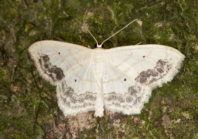 Scopula limboundata Geometridae