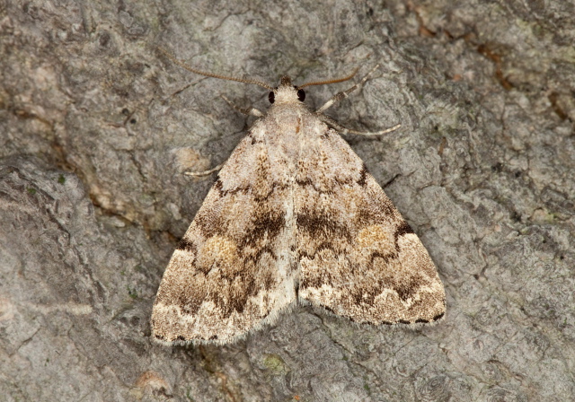 Idia denticulalis? Erebidae