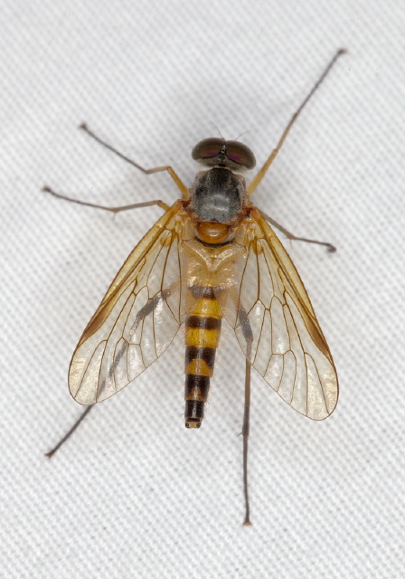 Rhagio hirtus Rhagionidae