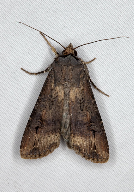 Agrotis ipsilon Noctuidae