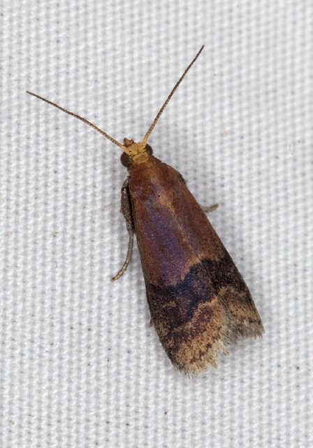 Eulogia ochrifrontella Pyralidae